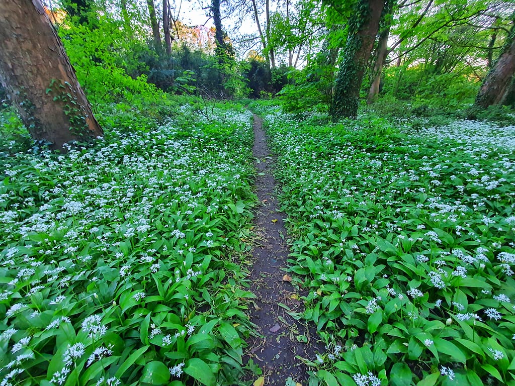 Cycling the Taff Trail in Wales, UK: Flora